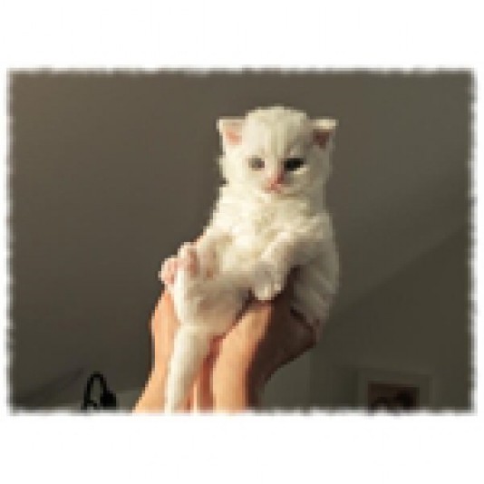 Selkirk Rex Friso Cattery