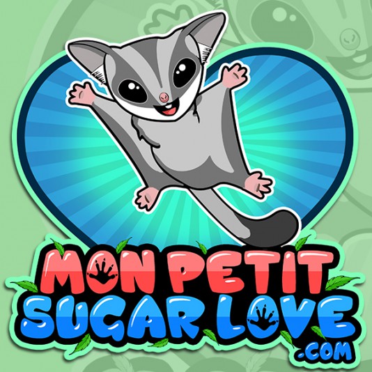 Mon Petit Sugar Love - Phalanger volant (sugar glider) au Québec