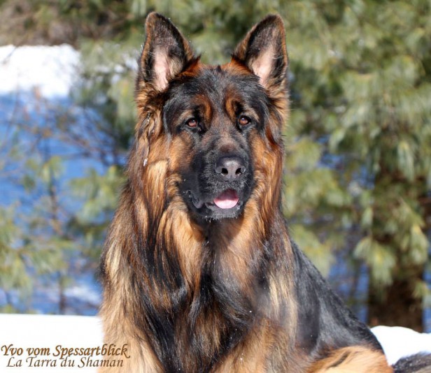 German Shepherd La Tarra du Shaman Breeder